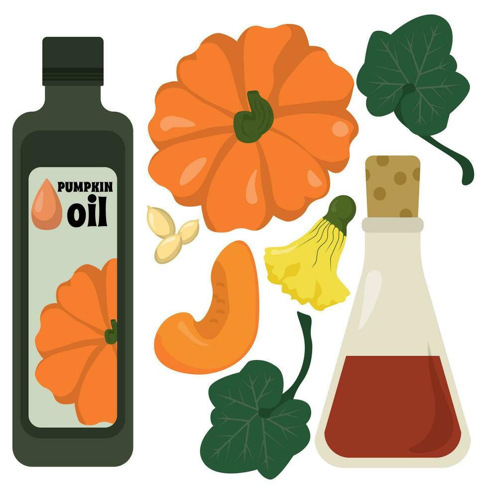 Pumpkin oil and whole pumpkin and its various parts, seeds, leaves and pumpkin flowers vector