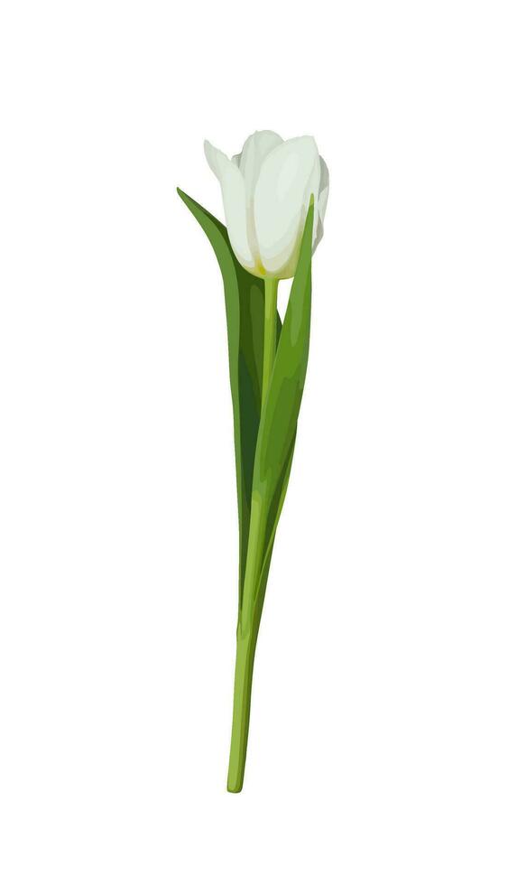 White tulip isolated on a white background. Spring flower. vector