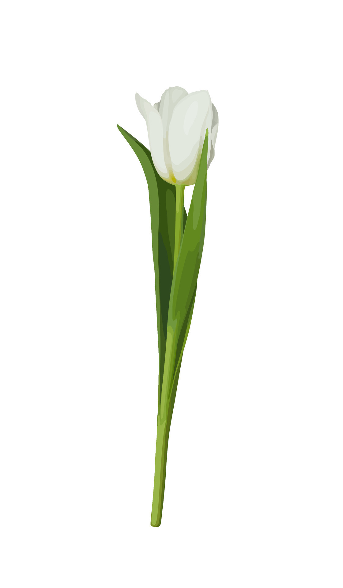White tulip isolated on a white background. Spring flower. 27580681