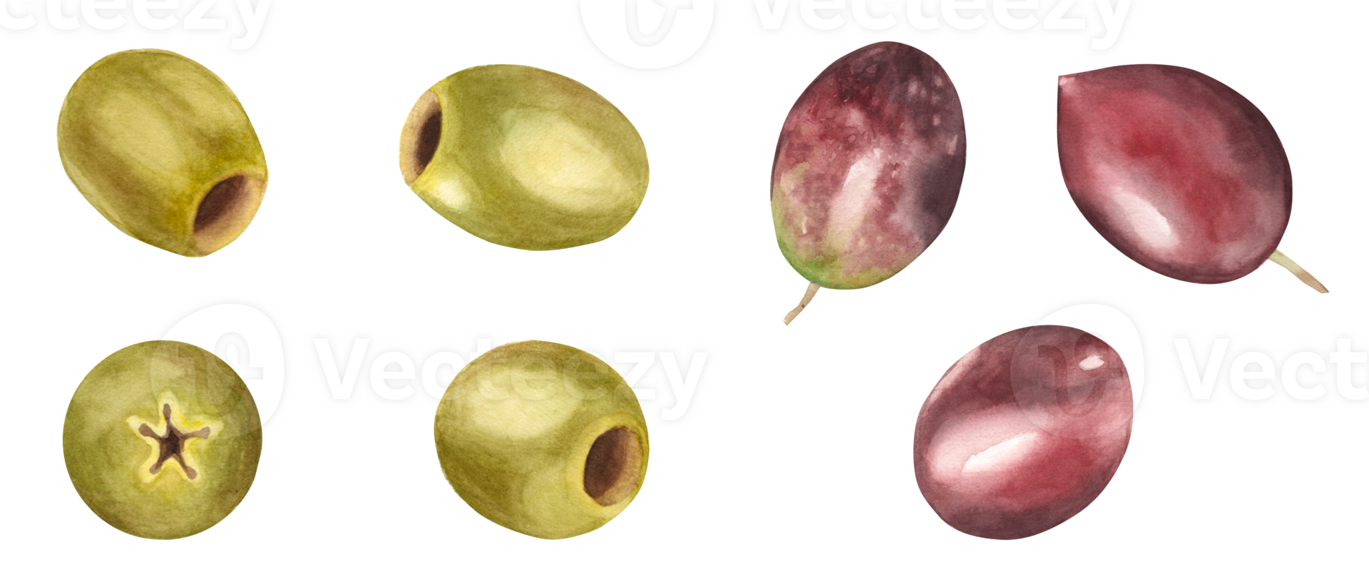 Green and red, brown olives set. Watercolor hand drawn botanical illustration. Can be used for menu, product package and food design png