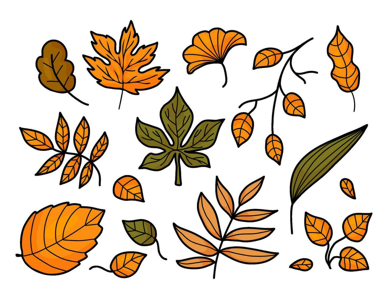 Autumn leaves. Collection seasonal forest leaves. Vector illustration. Isolated colored hand drawing .