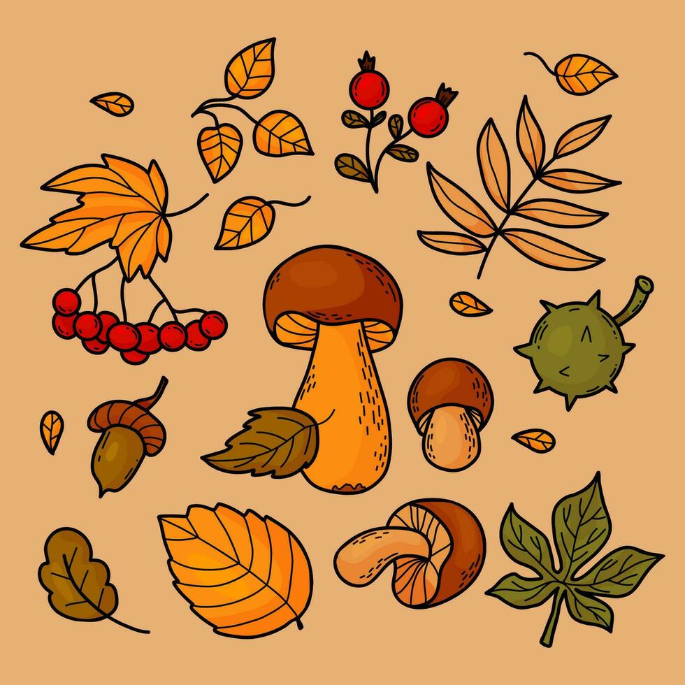 Collection autumn leaves, forest mushrooms, berries, chestnut, acorn and mountain ash. Vector illustration. Isolated colored hand drawing doodles for autumn design, decor.