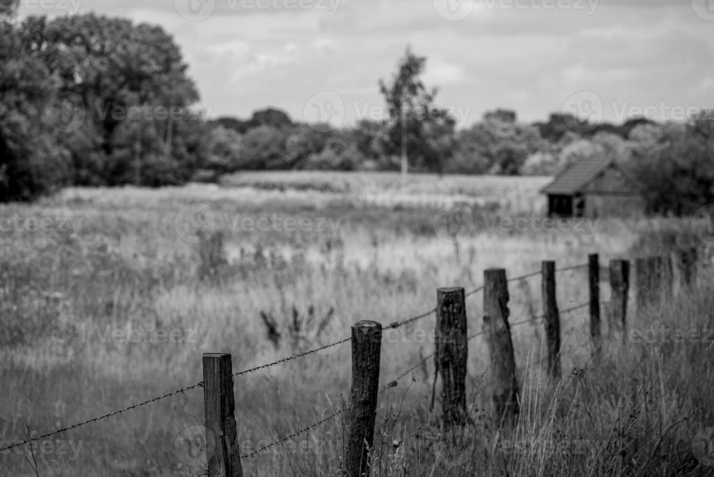 summer time in the germany westphalia photo