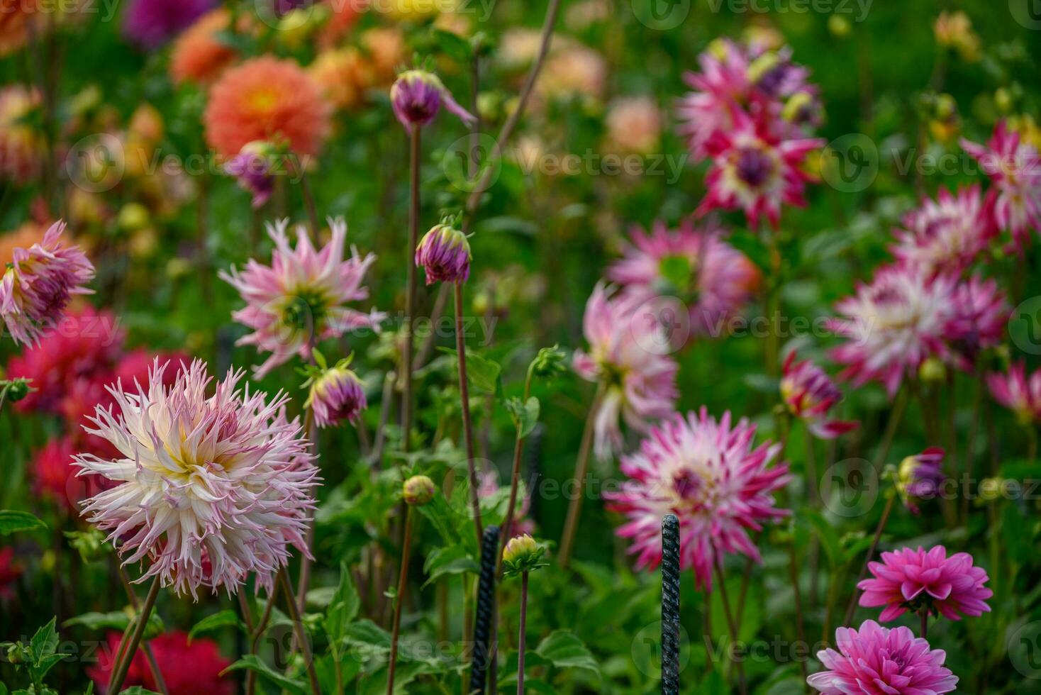 summer time in the german westphalia photo