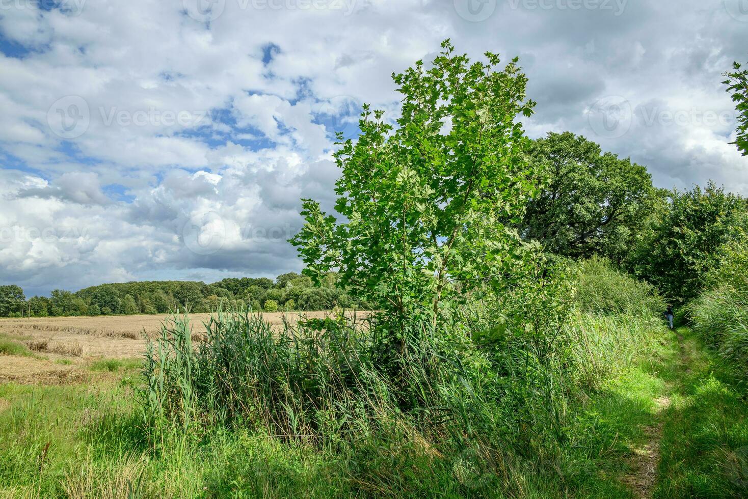 summer time in the german westphalia photo