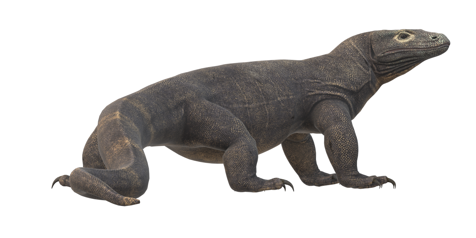 Comodo Dragon isolated on  a Transparent Background png