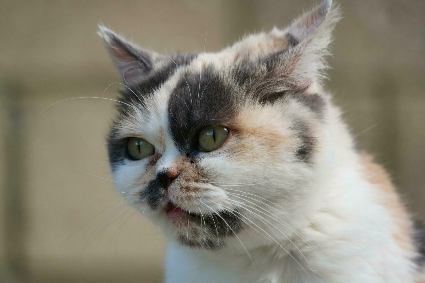 Cute Persian Cat is Posing in a Home Garden at Luton Town of England UK photo