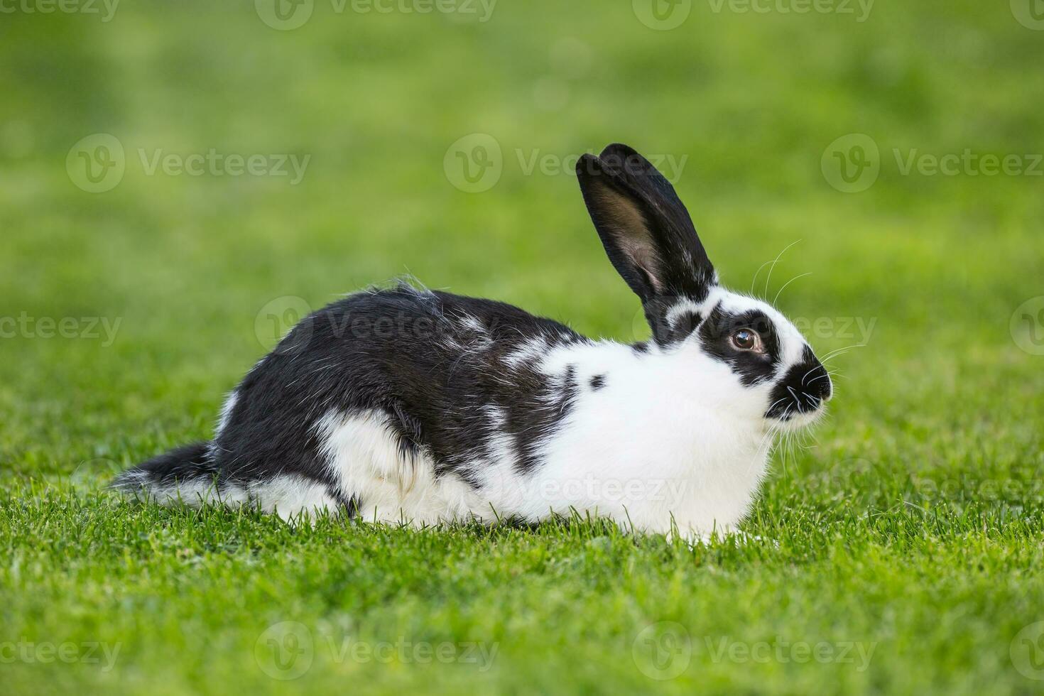 Rabbit. Cute rabbit bunny on the lawn in the garden photo