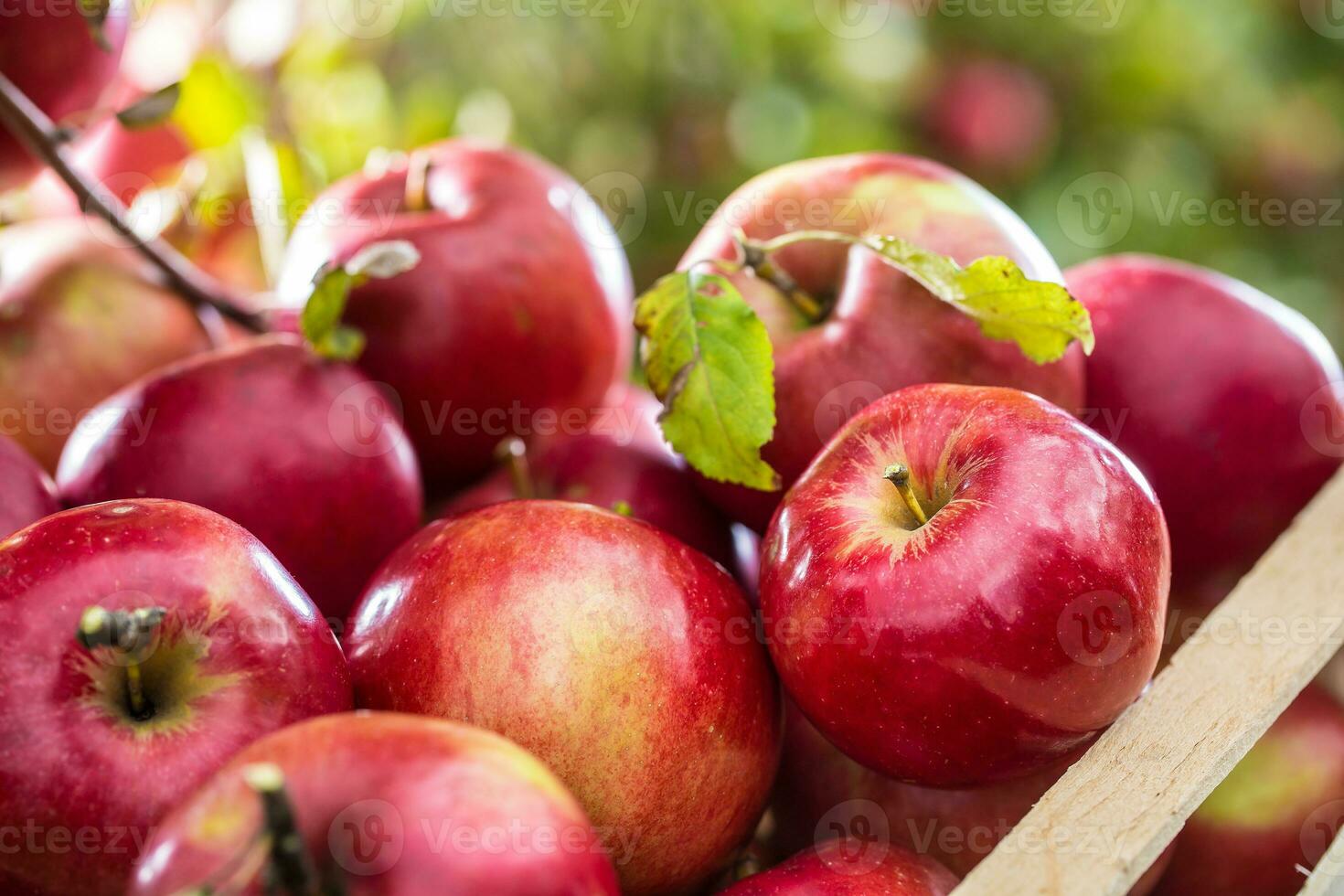 Fresh ripe red apples in wooden crate on garden table photo