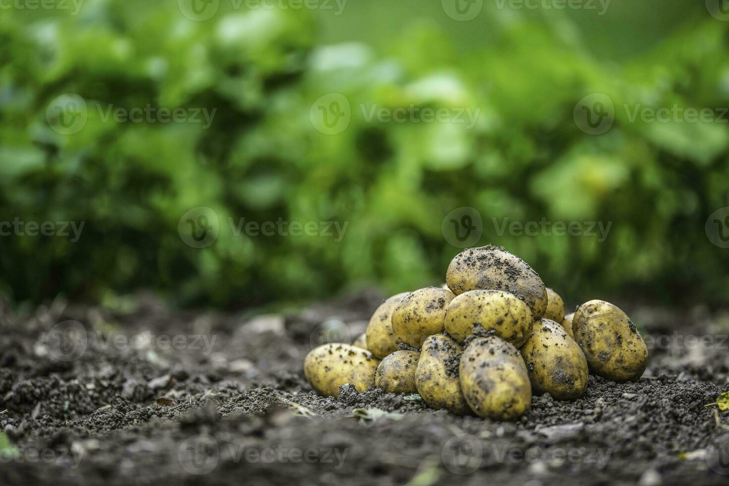 Fresh potatoes which are free lying on the soil. photo