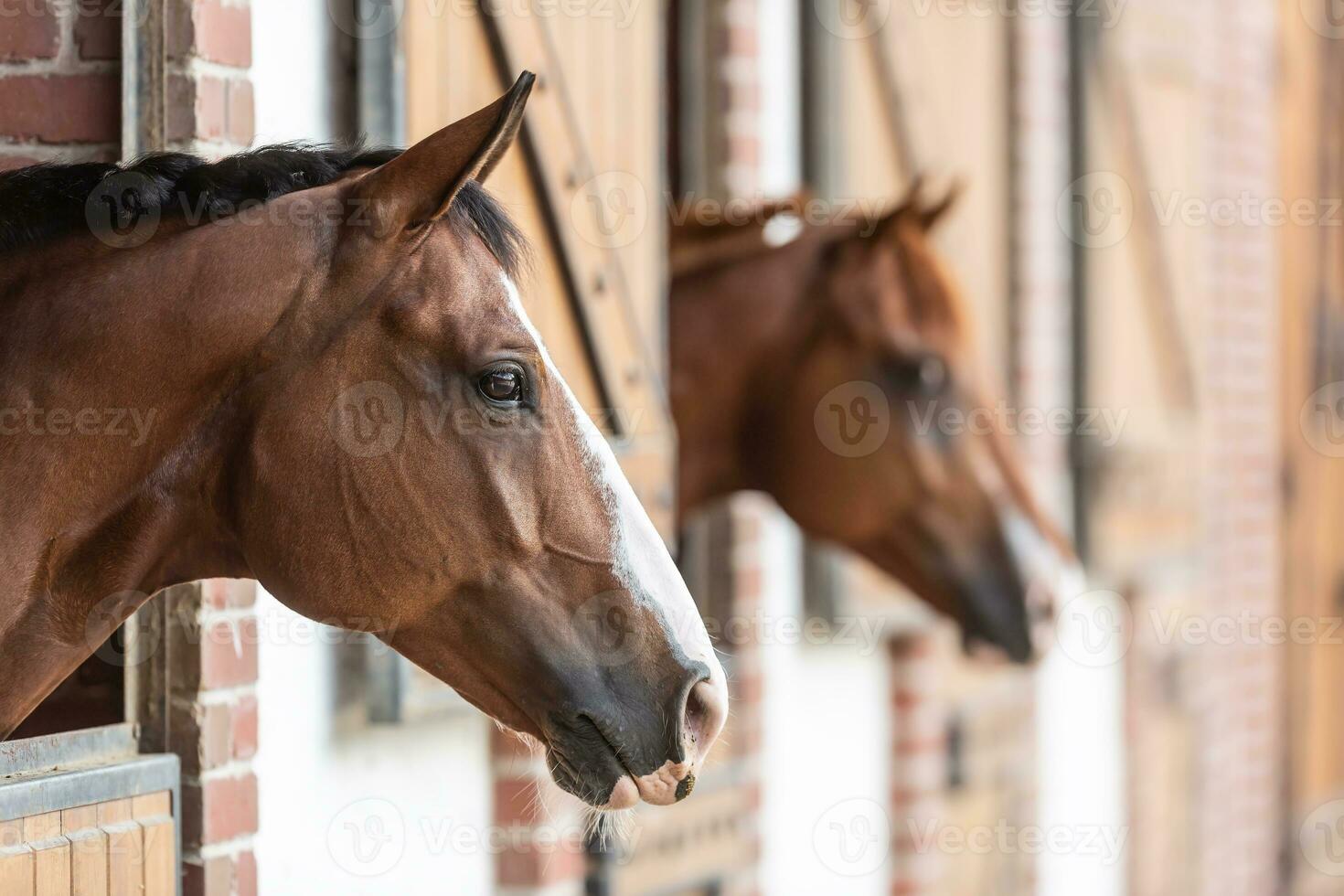 Two paint horses' heads looking out of heir stands in the stable photo