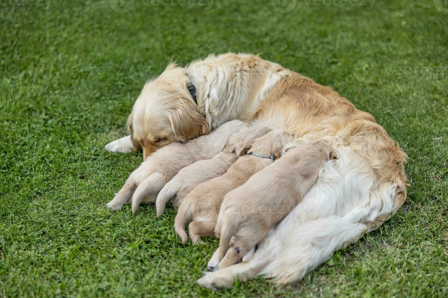 While puppies are feeded, their mother fell asleep in the garden photo