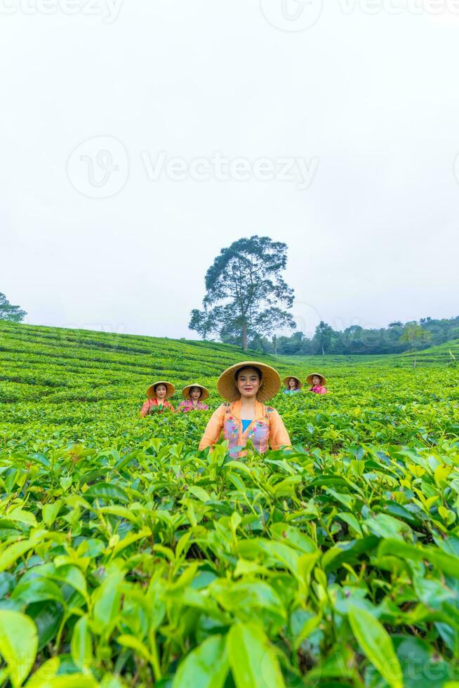 a group of tea pickers standing in the middle of a tea garden at work photo