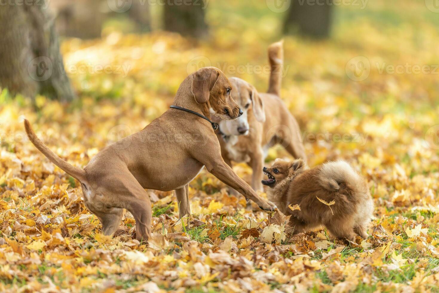 A furious meeting of three dogs during a walk in nature photo