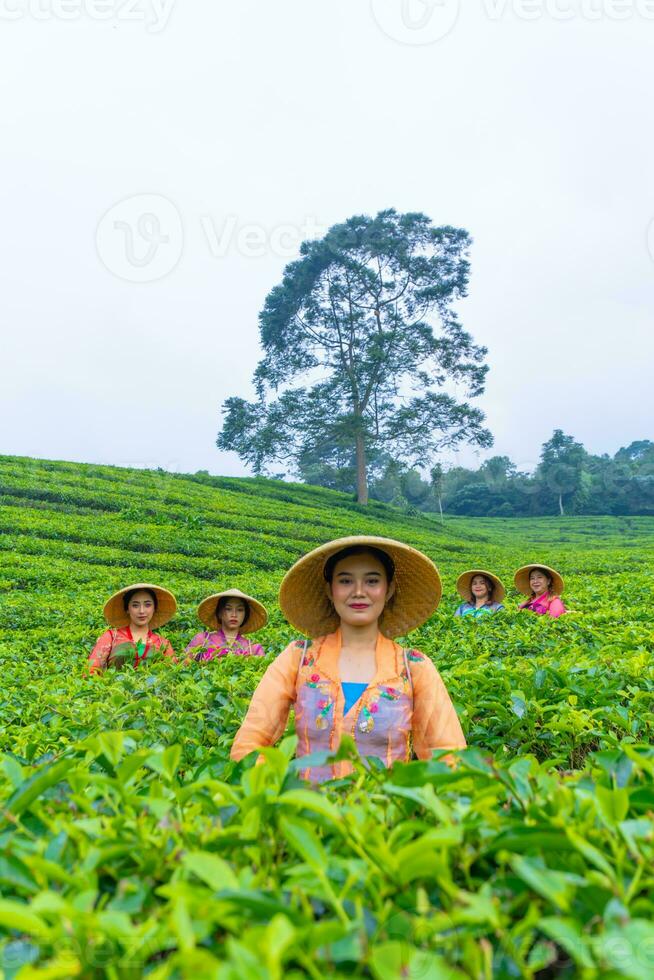 a group of tea pickers standing in the middle of a tea garden at work photo