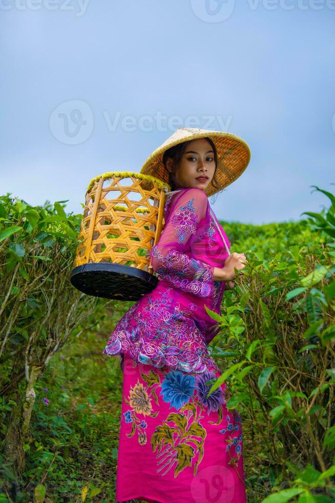 un asiático granjero en un rosado vestir participación un bambú cesta mientras trabajando en un té plantación foto