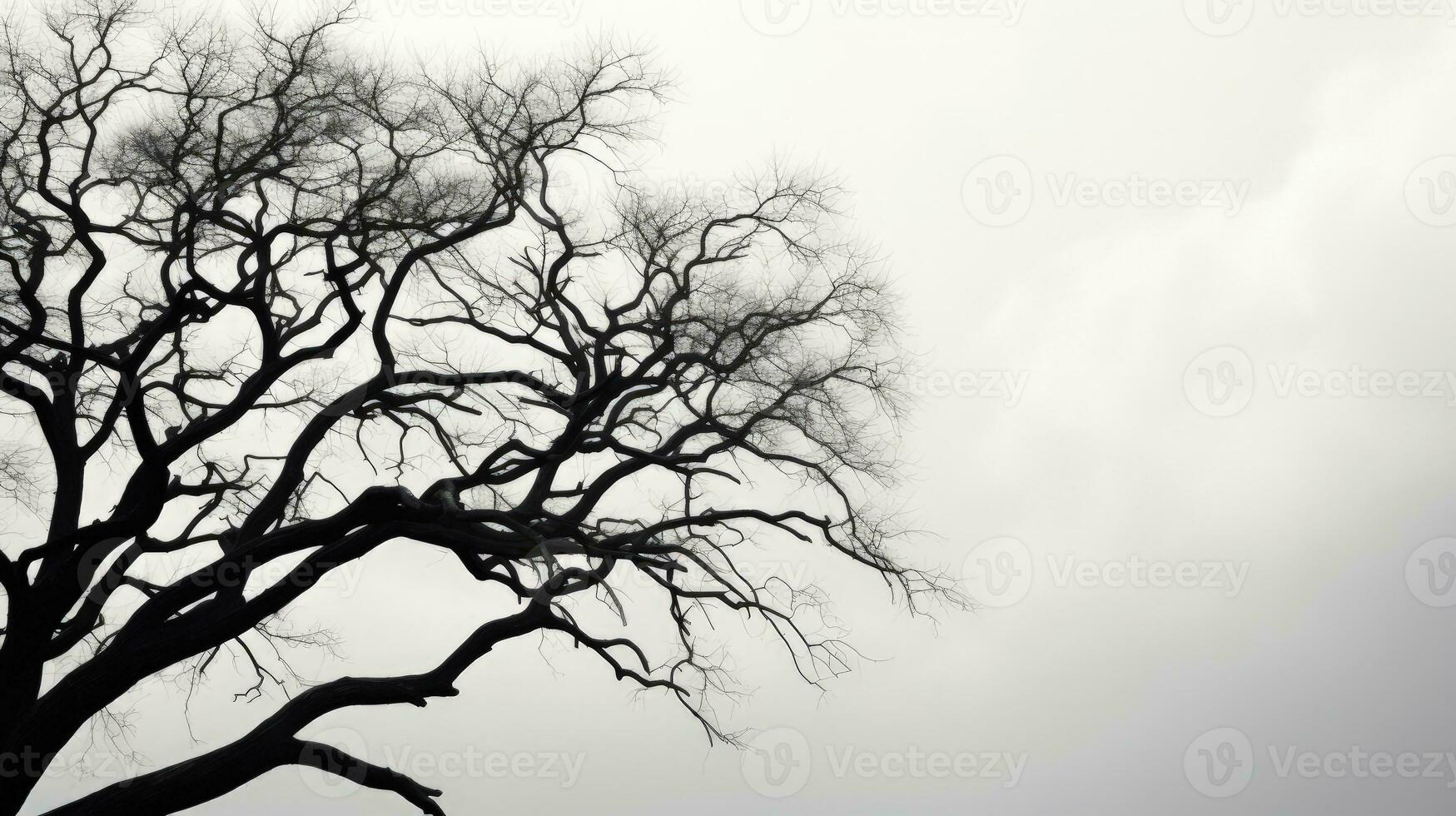 Detailed view of a tree silhouette in black and white photo