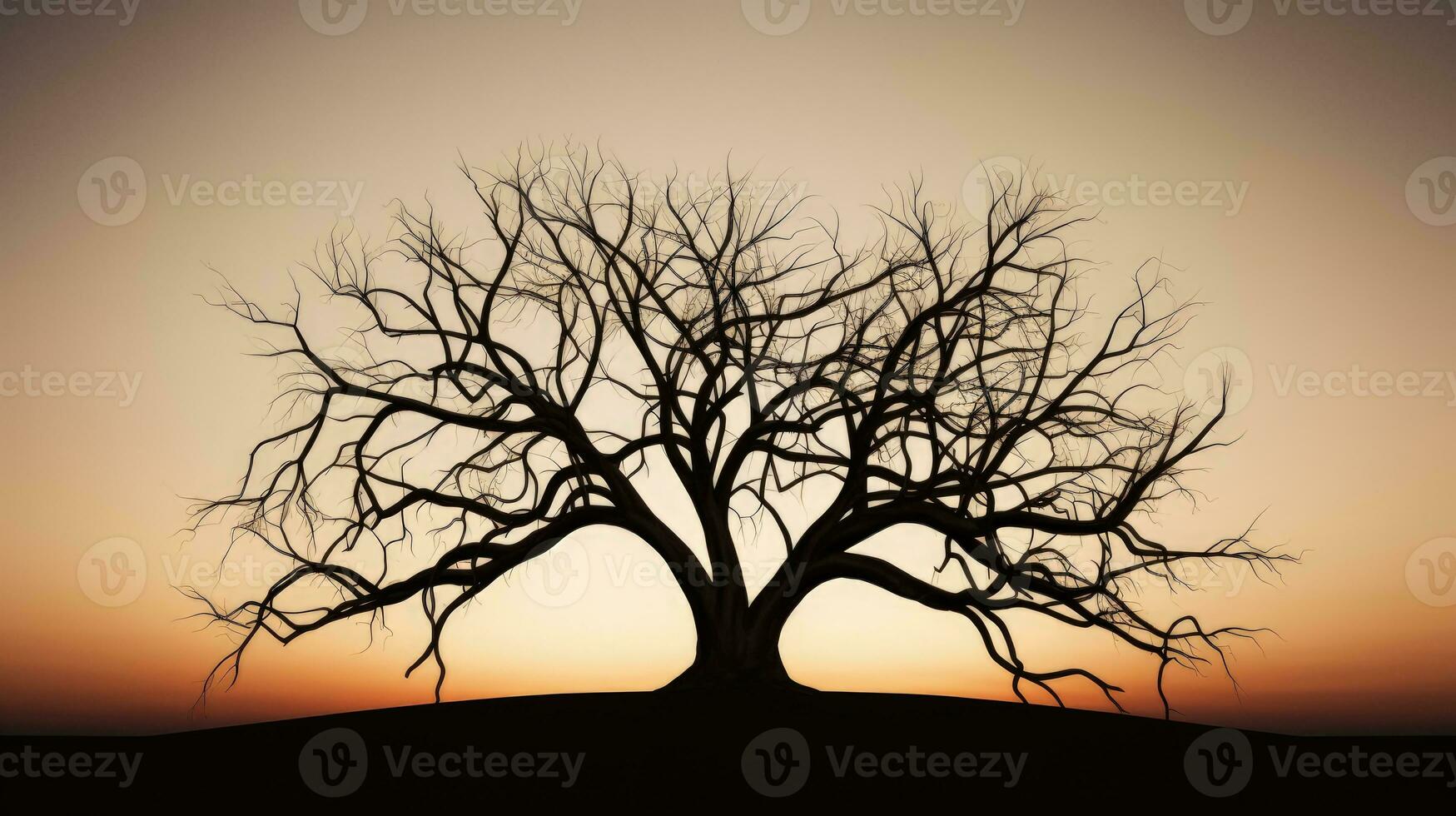 bald tree limb. silhouette concept photo