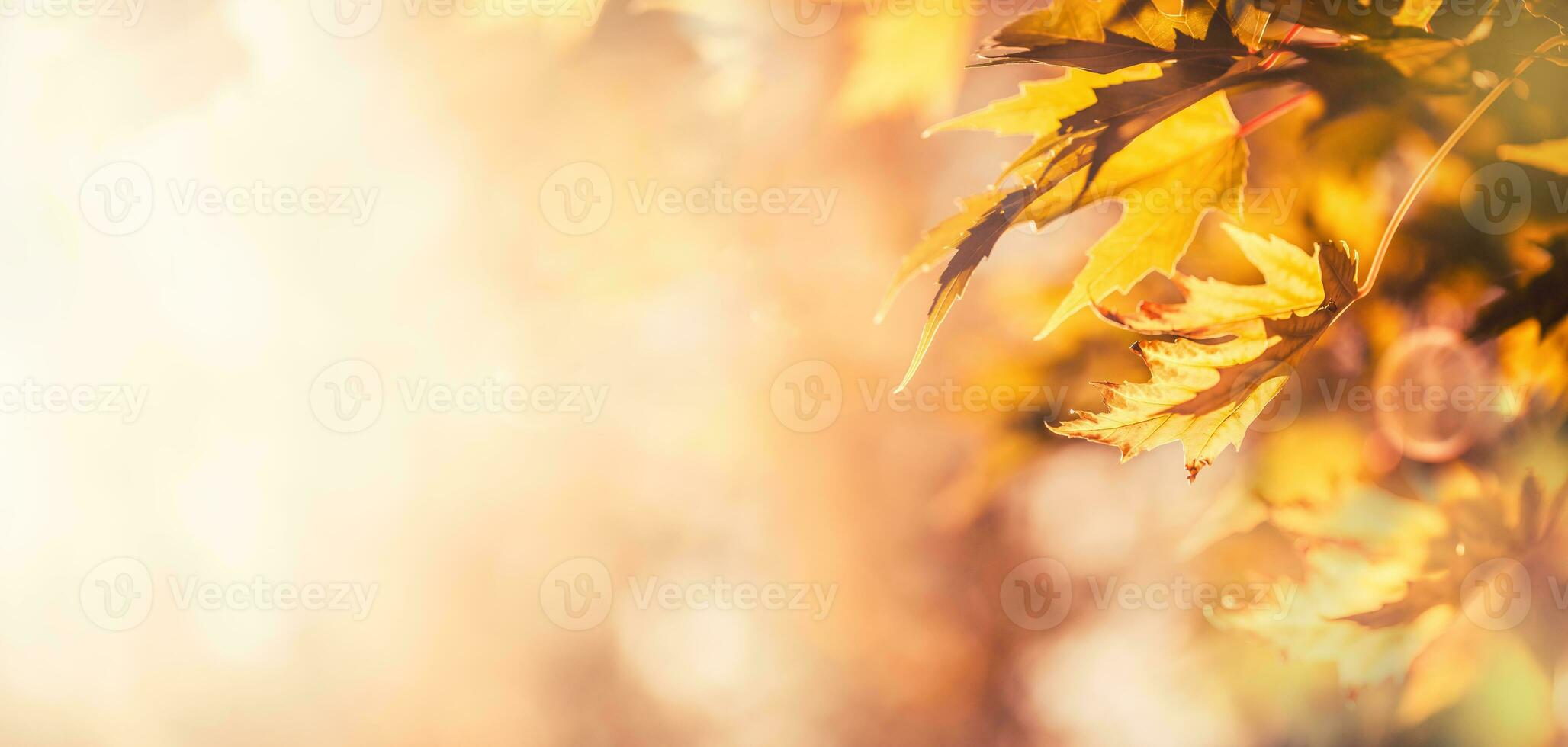Autumn leaves abstract panoramic banner soft focus background photo