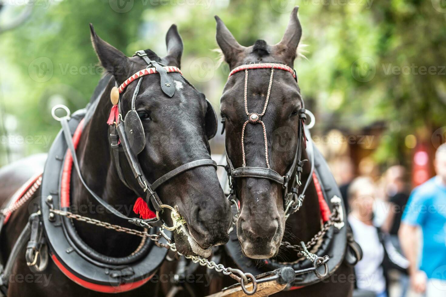 Couple of black horses put their heads in harness together in a busy touristy street photo