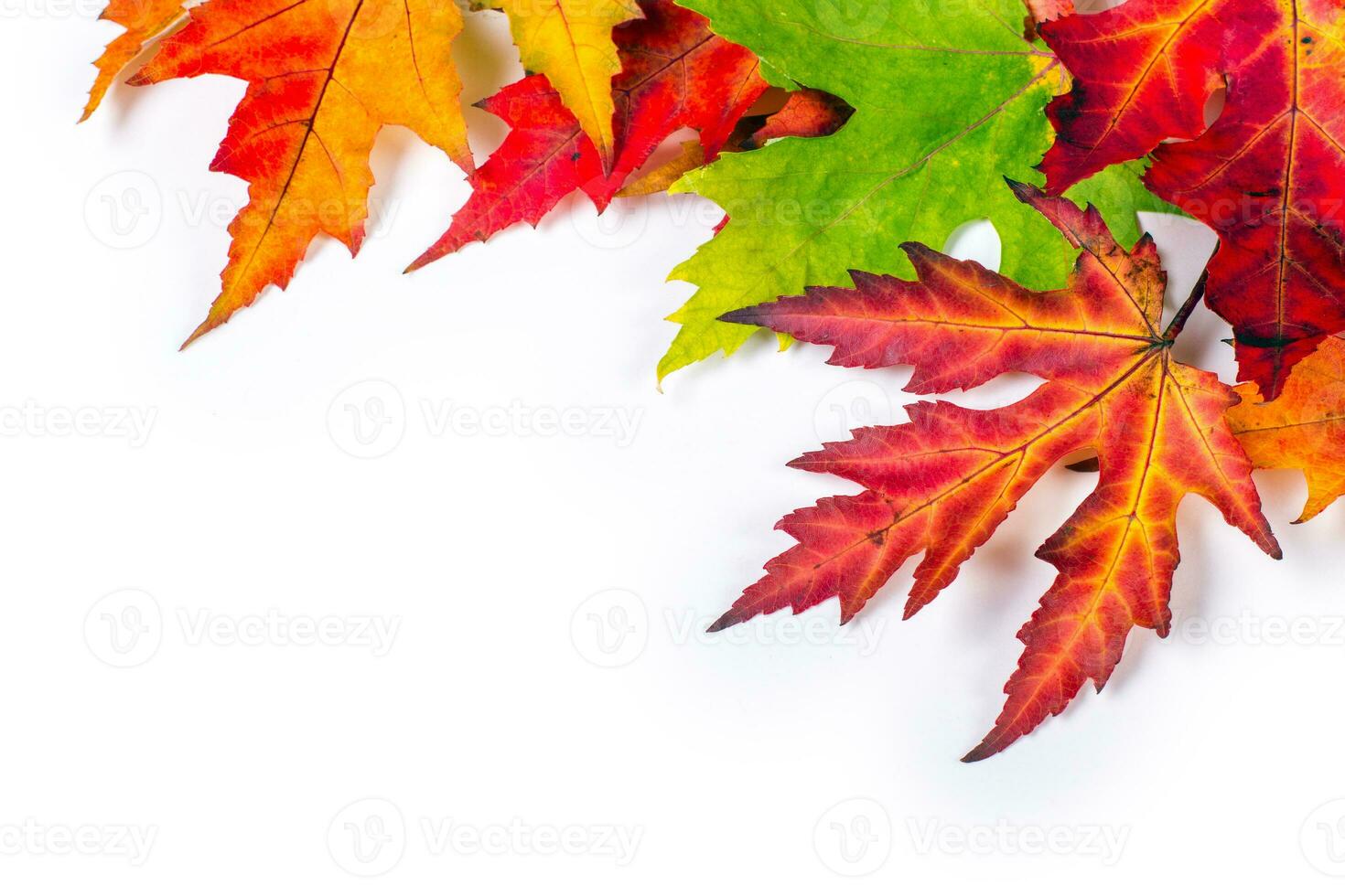 Isolated autumn concept of leaves coloured by natural seasonal change from summer to autumn photo