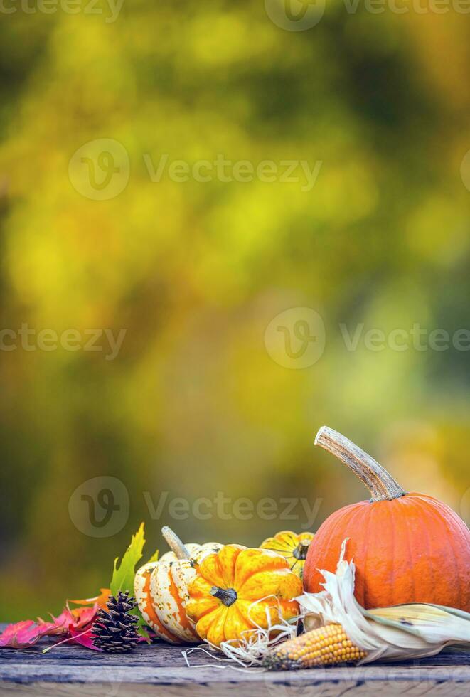 Autumn concept. Pumpkins, corncobs and leaves in garden on wooden background photo