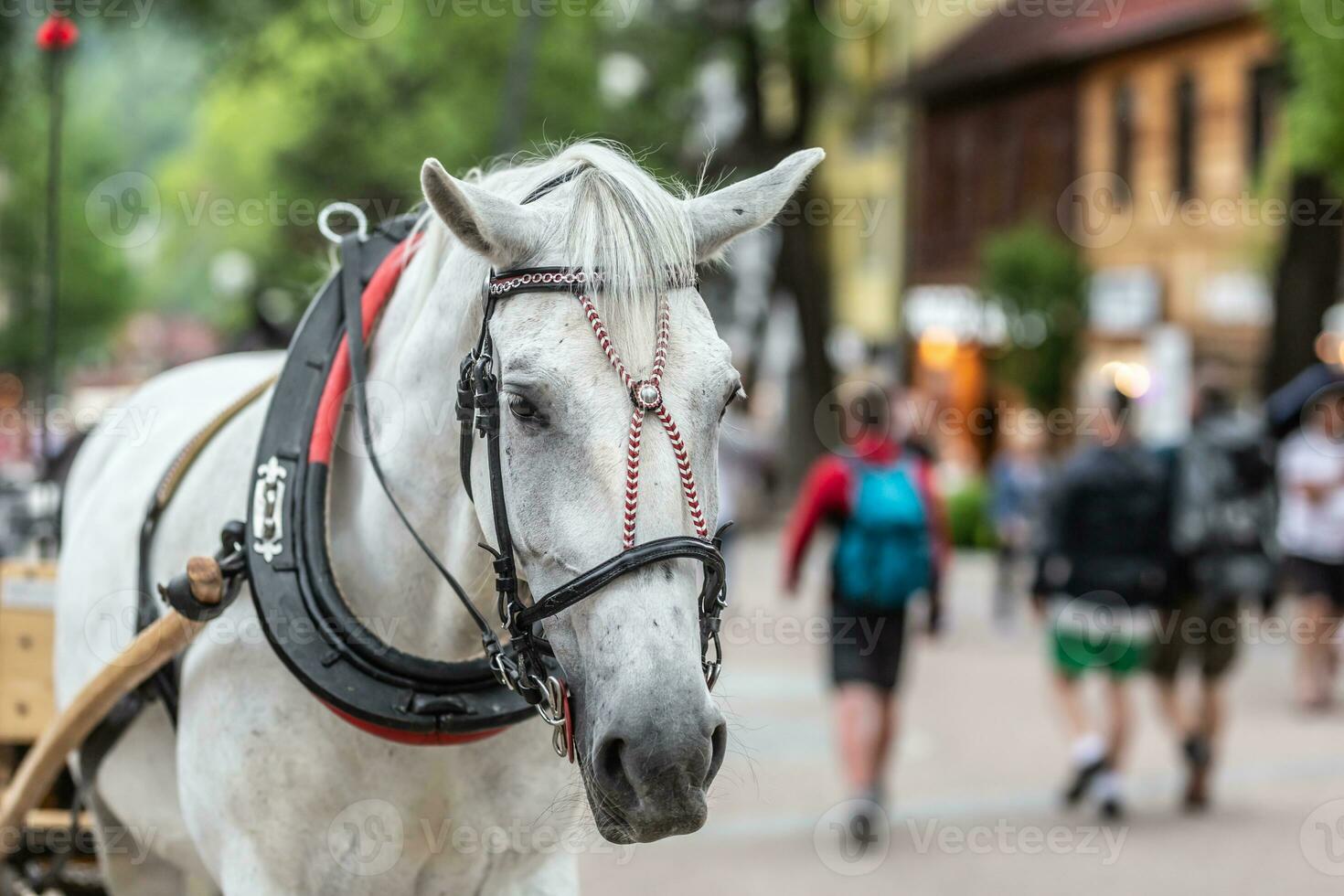 blanco caballo tracción carro descansa en el calle de zakopane mientras peatones caminar a lo largo foto