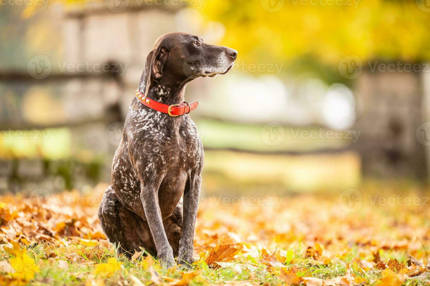 GSP dog looking to a side while sitting in a park during an autumn day photo