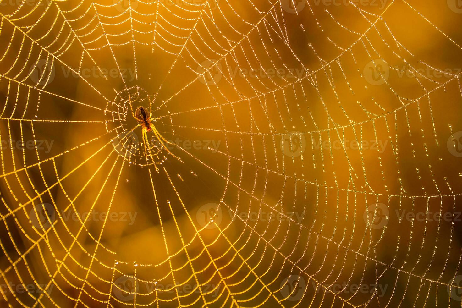 Morning drops of dew in a spider web. Cobweb in dew drops. Beautiful colors in macro nature photo