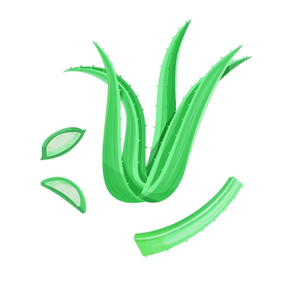 Aloe vera plant, leaves and slices. Vector illustration isolated