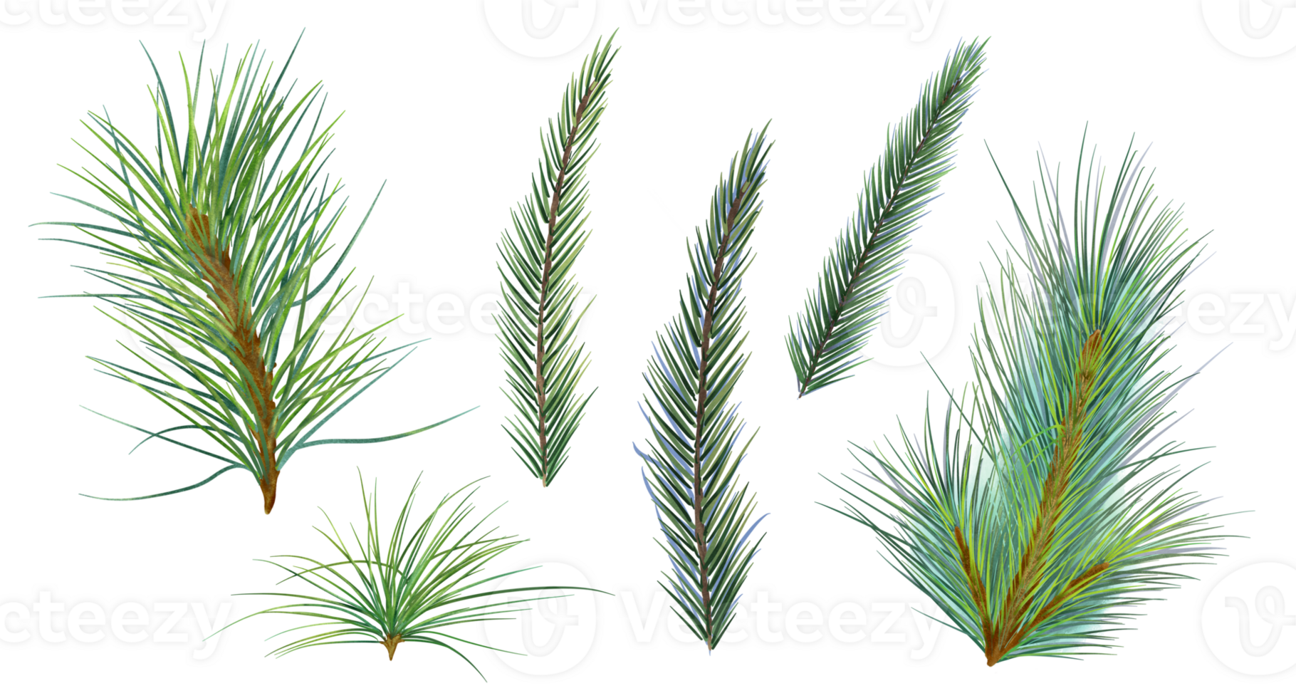 Set of spruce, pine branches digital watercolor style illustration. Cedar tree, plant conifer hand drawn. Element for design Christmas invitation, new year card, holiday print. png