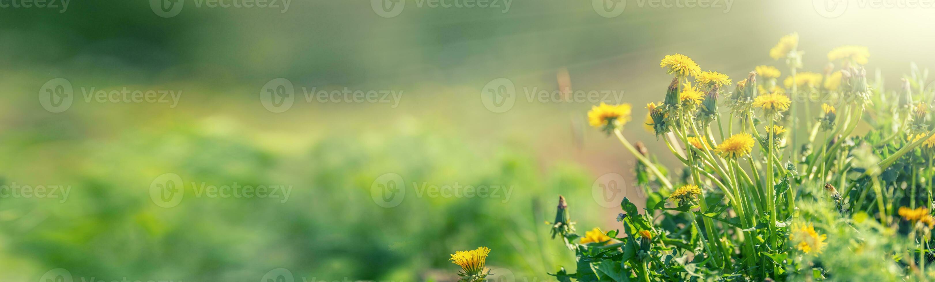 Yellow spring dandelions on the meadow. Dandelion placed on the right side of the panoramic banner photo
