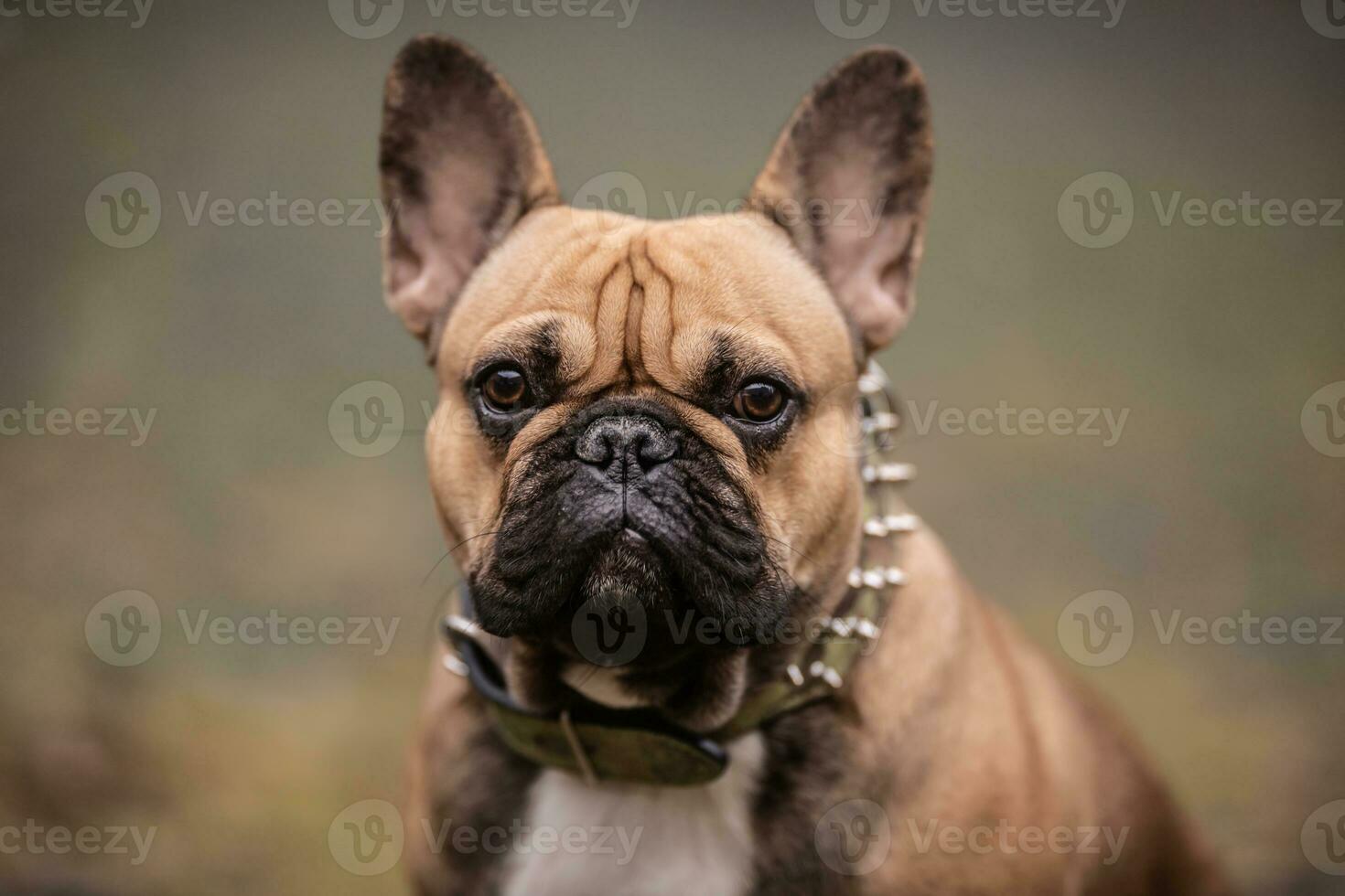 detalle de beige francés buldog con negro nariz mirando hacia el cámara foto