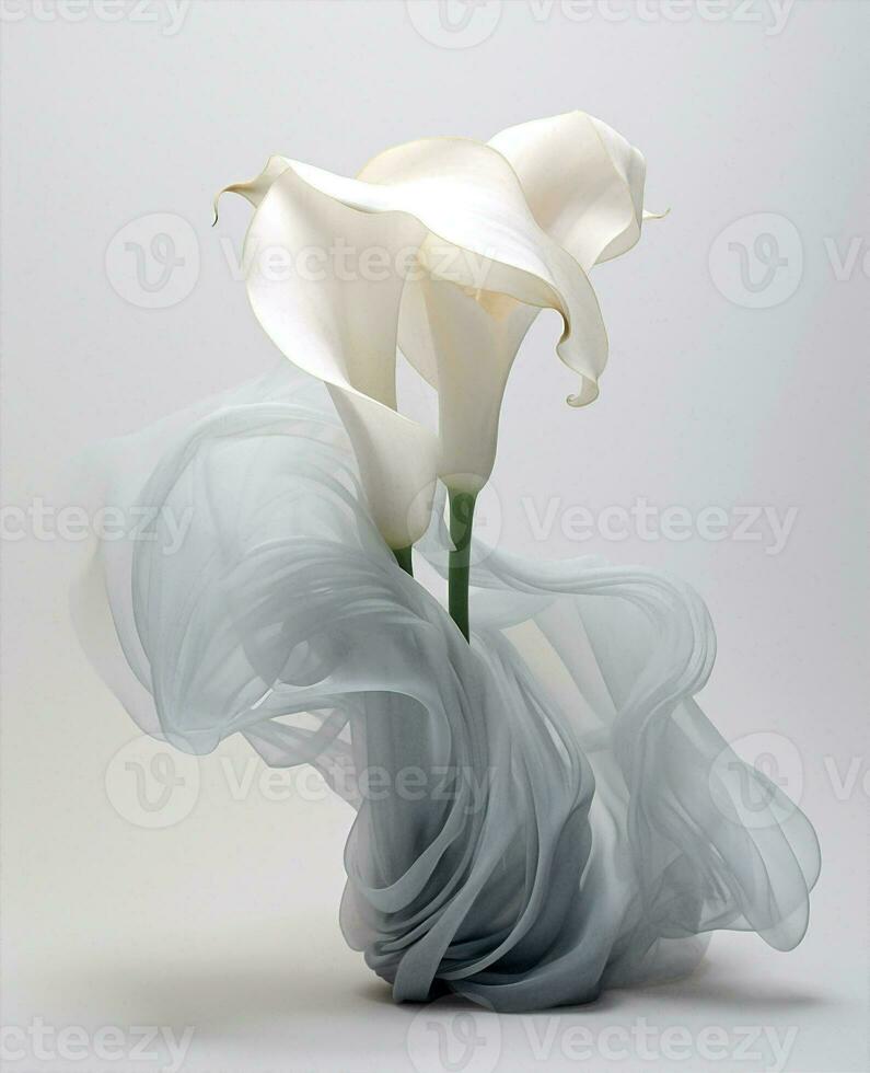 Beauty flora flower nature wedding plant blossom stem lily close calla white photo