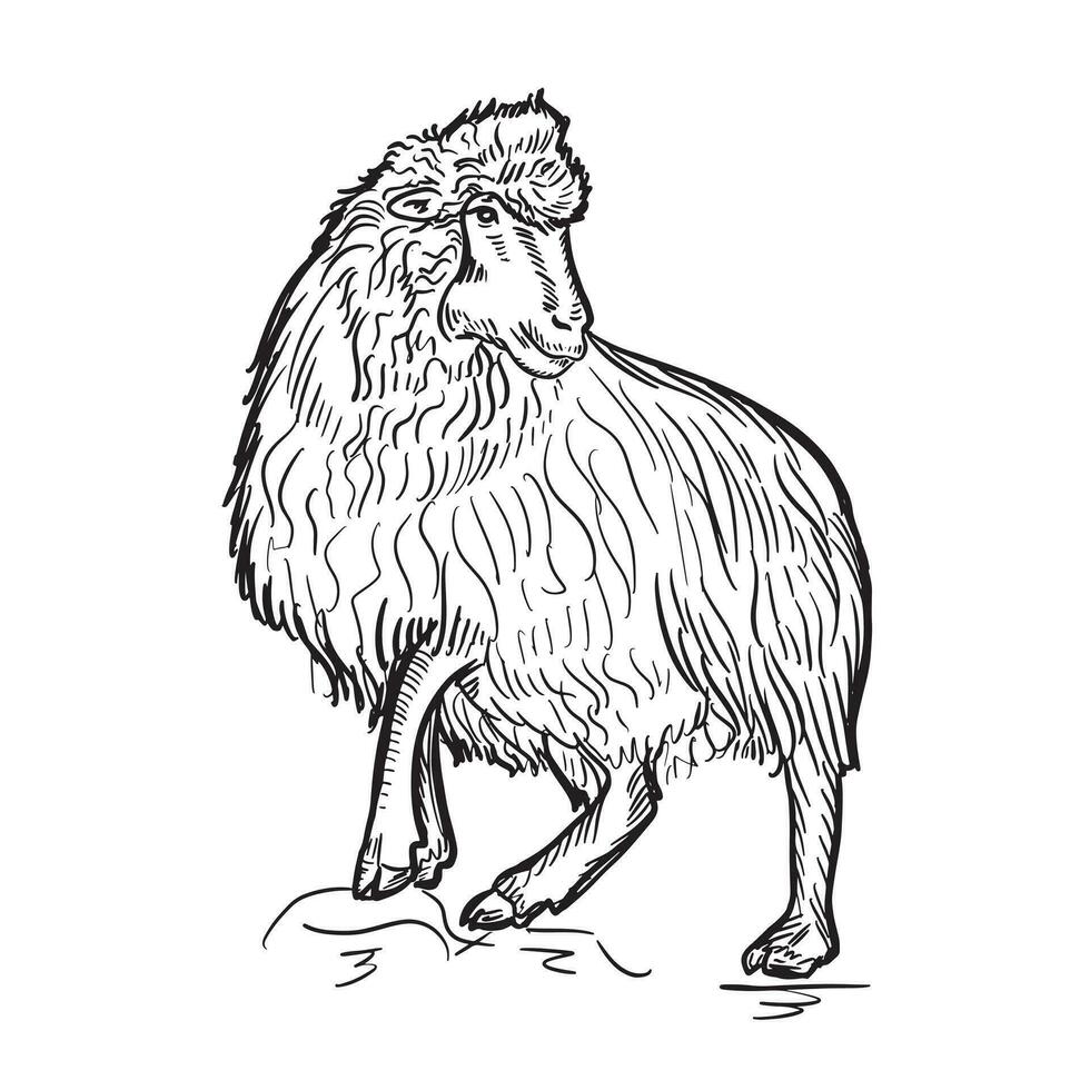 Ram standing side view. Ink black and white doodle drawing in woodcut outline style. Vector illustration