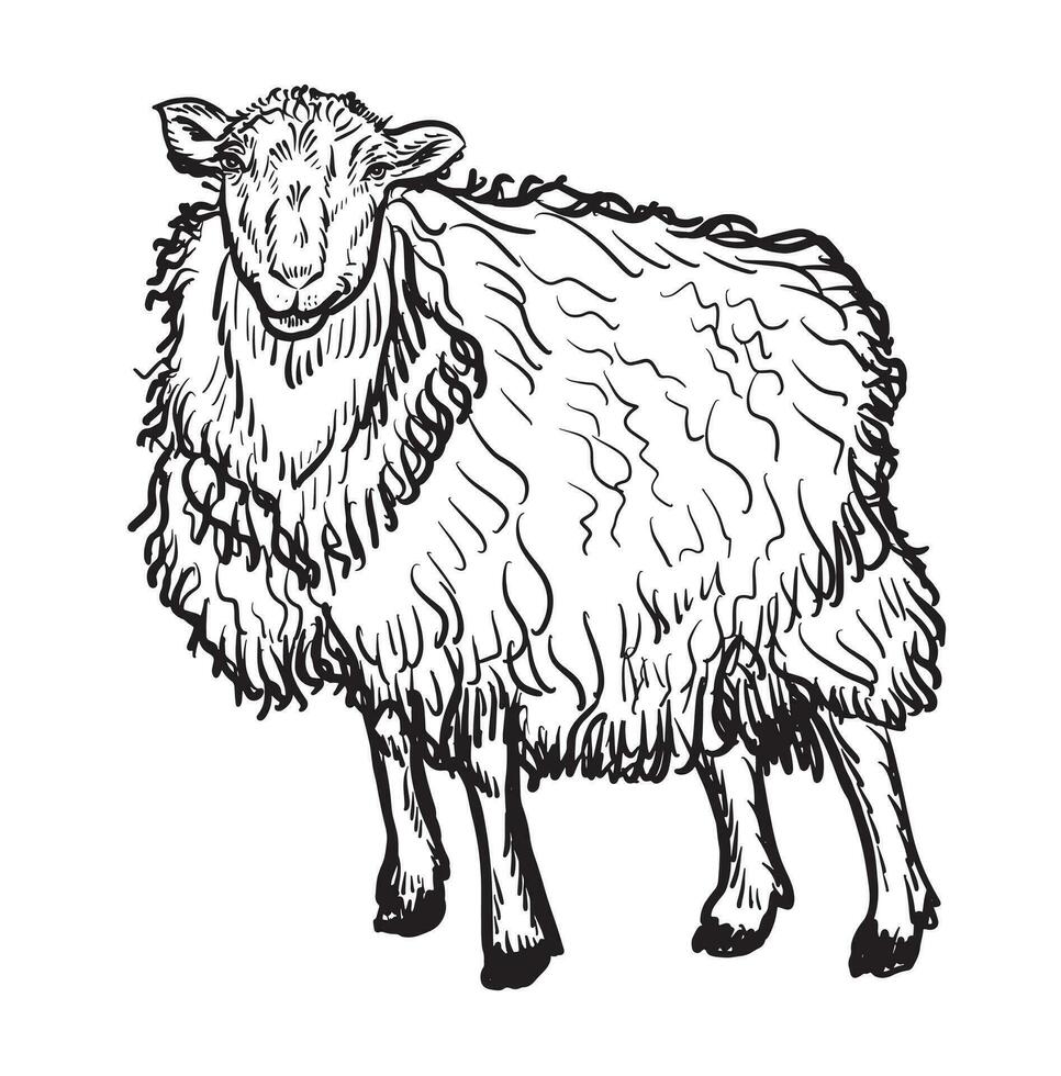 Vector antique engraving drawing illustration of sheep