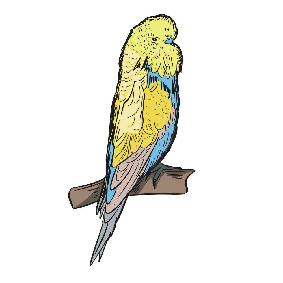 Yellow little parrot on a branch hand drawn vector