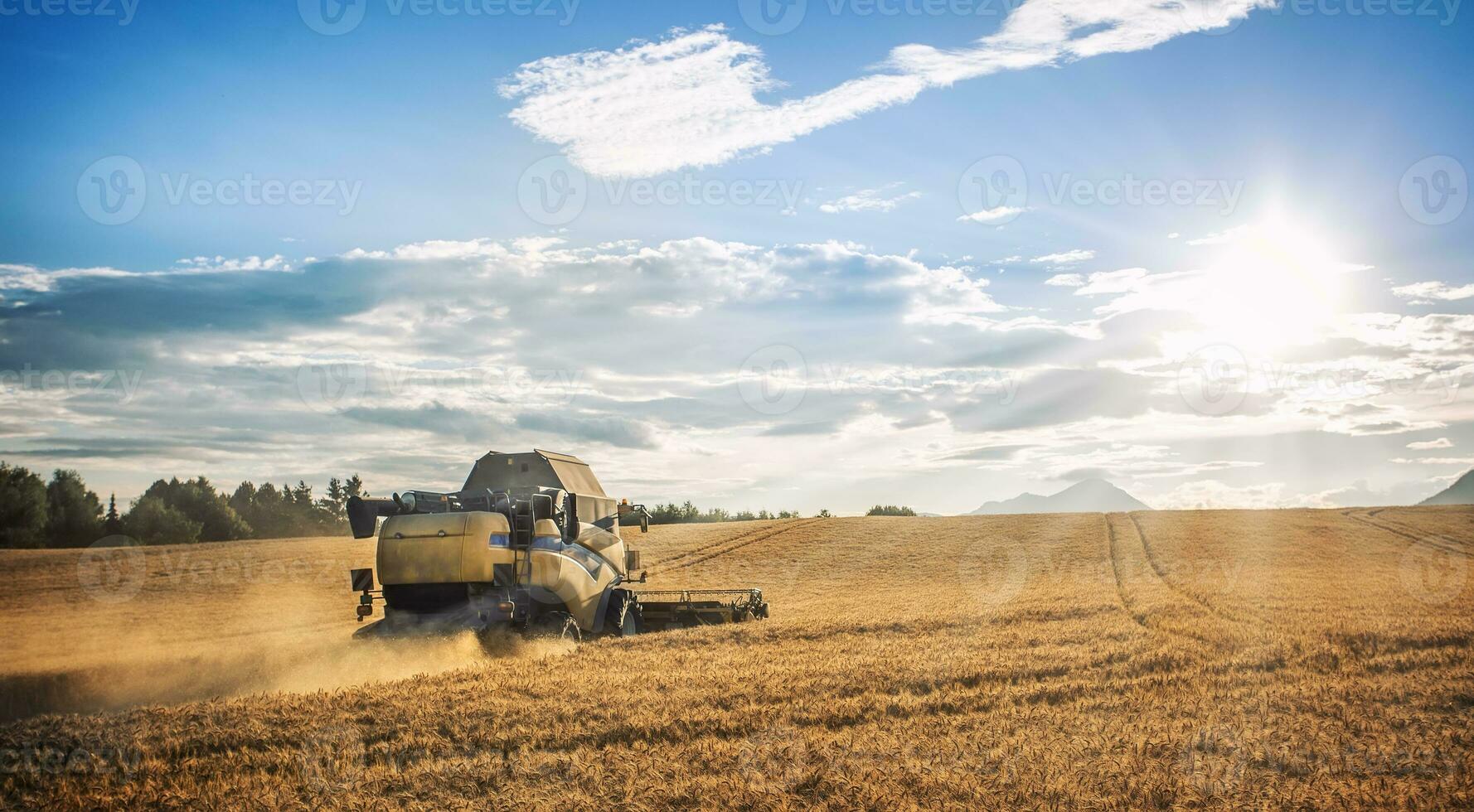 Combine harvester in work on wheat field photo