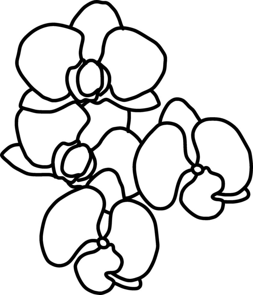 sketch of orchid flower vector