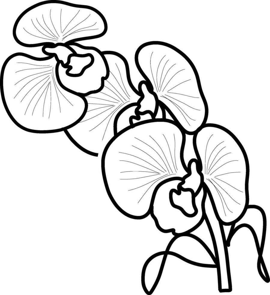 sketch of orchid flower vector