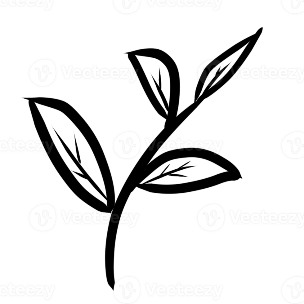 decoration decorative design different drawn eco elegance art png