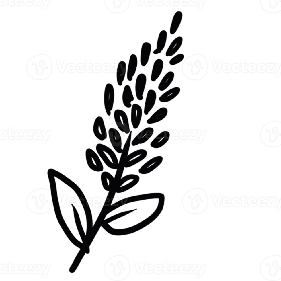 decoration decorative design different drawn eco elegance art png