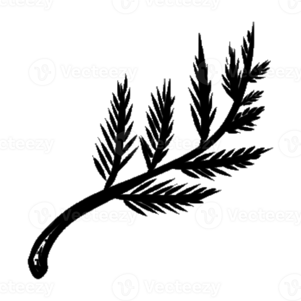 decoration decorative design different drawn eco elegance art png