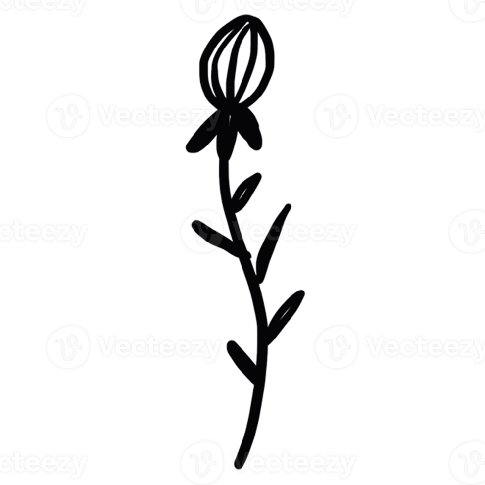 decoration decorative design different drawn eco elegance art png