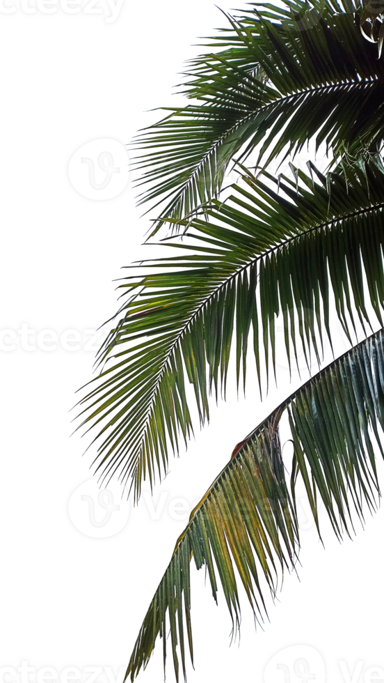 alm coconut leafs green tree jungle garden summer beach png
