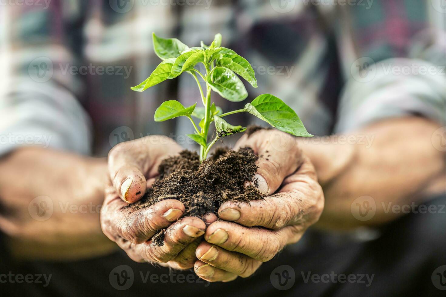 Detail of old man's hands holding green growing seedling growing from soil photo