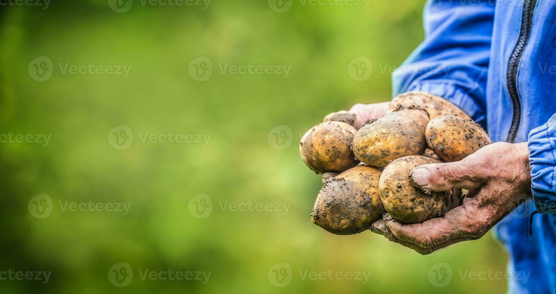 Old hand of farmer holding fresh organic potatoes photo