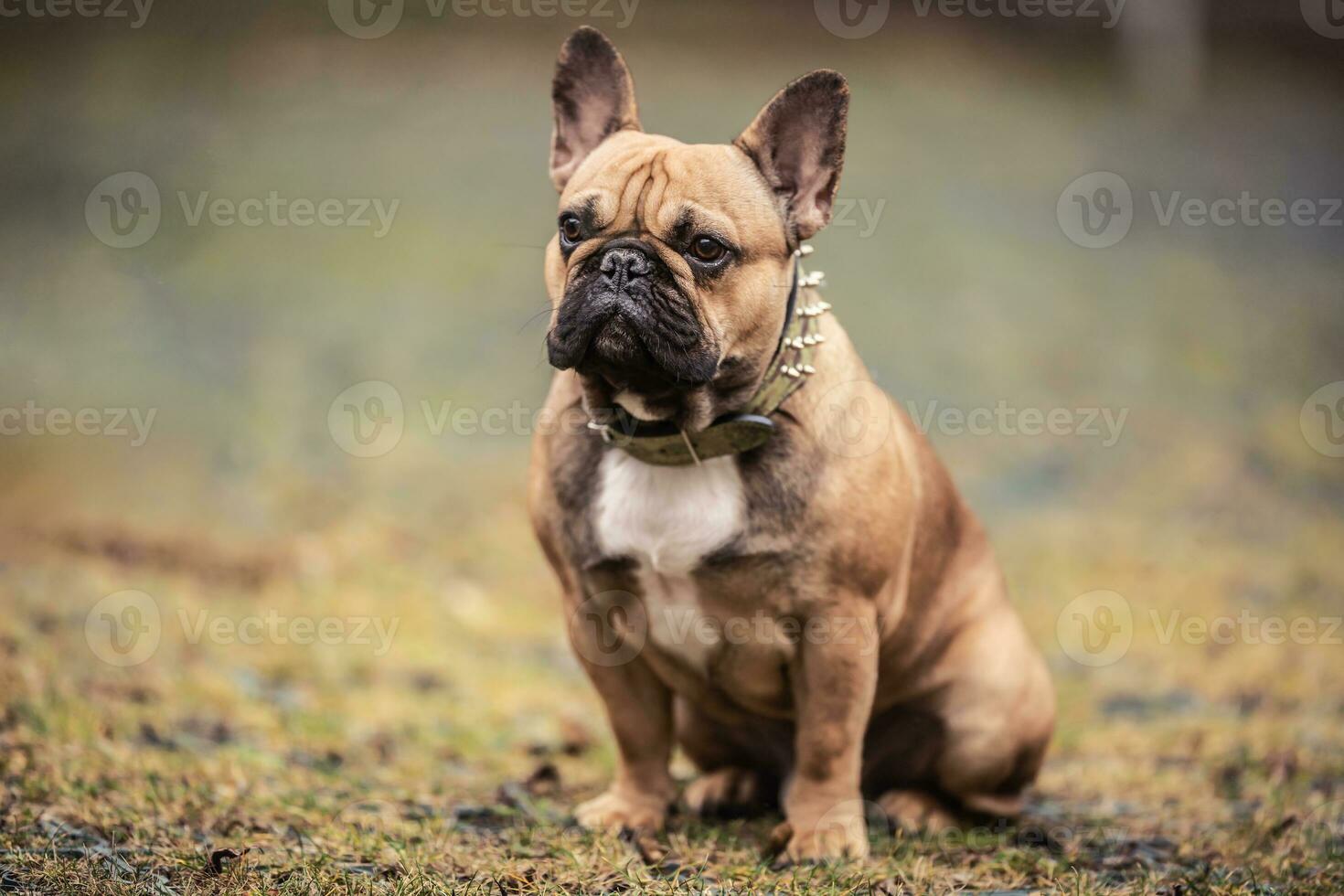 Obeying French bulldog sitting outdoors awaiting orders photo