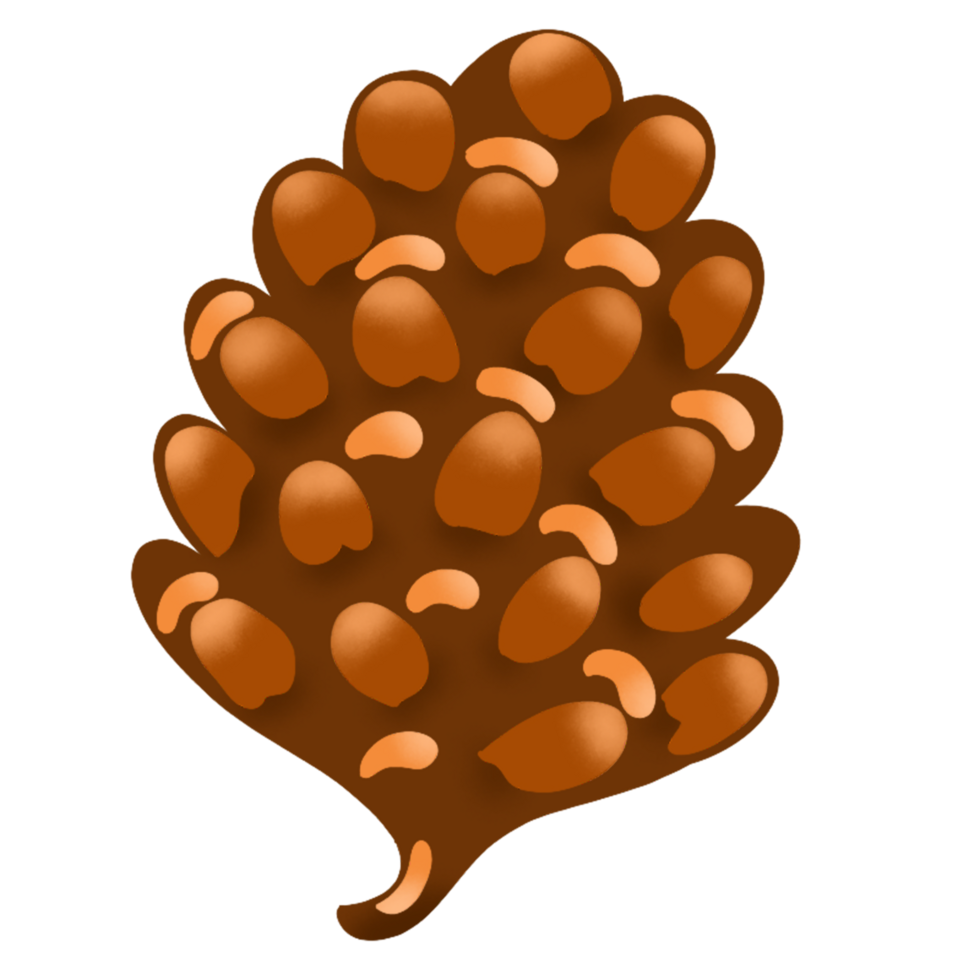 hand drawn pinecone png