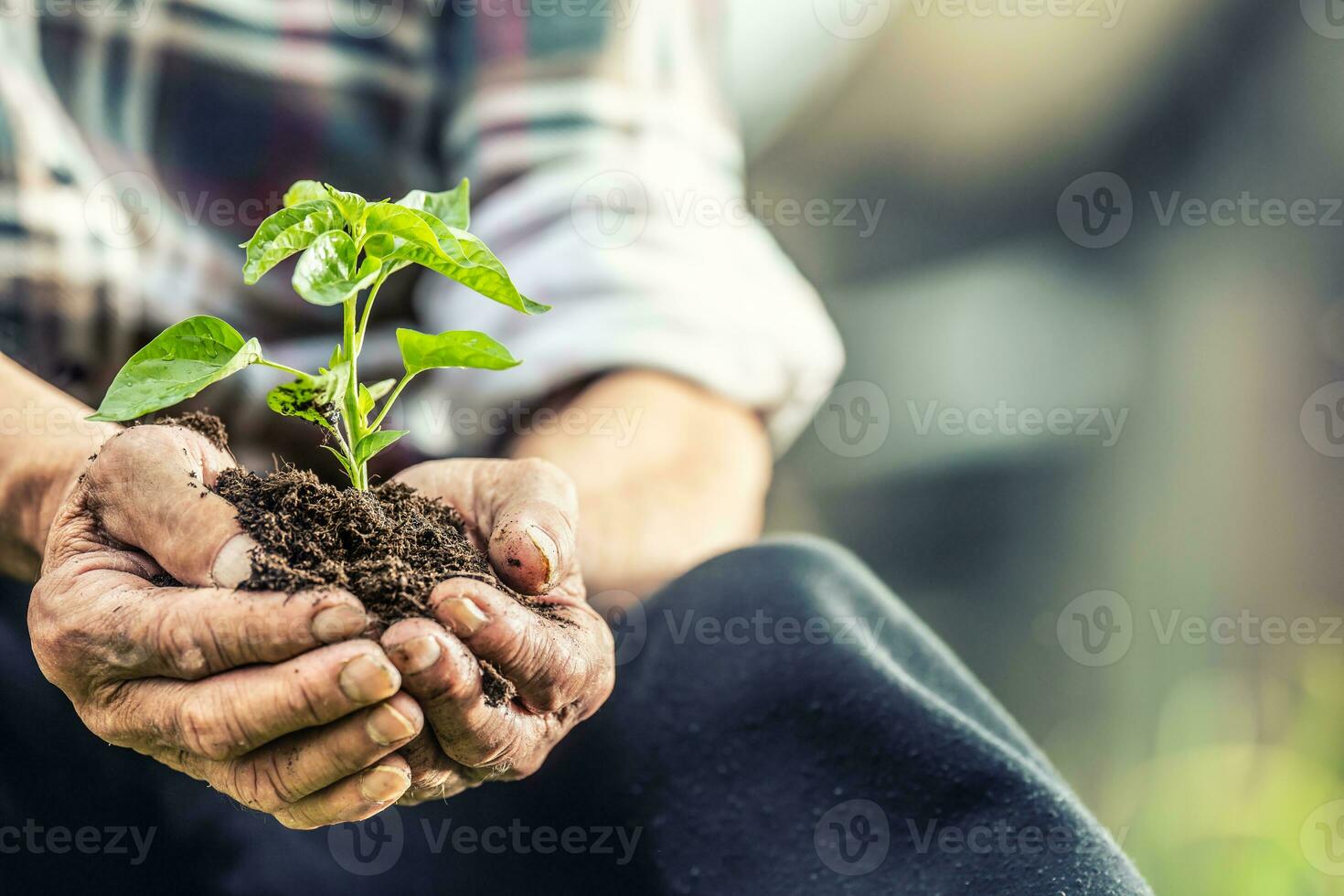 Close up of old man holding seedling with soil in both of his hands photo